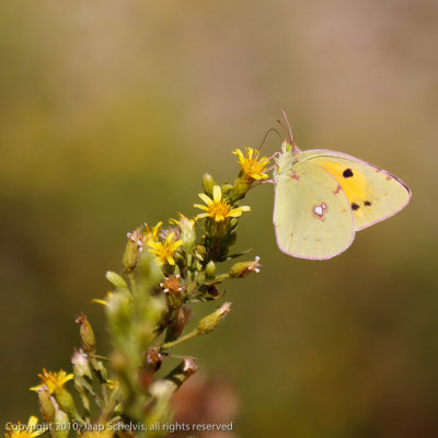 JS--30092010-0104.jpg