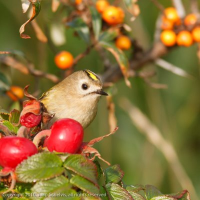 Goldcrest