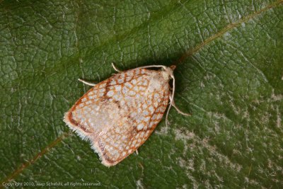 4375 Kleine Boogbladroller - Acleris forsskaleana