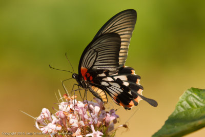 Papilio memnon forma alcanor - Great Mormon - Zwarte Page
