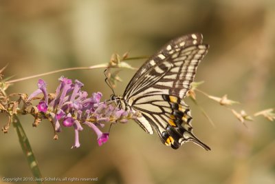 Papilio xuthus - Asian Swallowtail