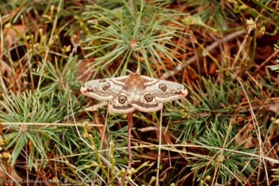 6794 Nachtpauwoog - Emperor Moth - Saturnia pavonia