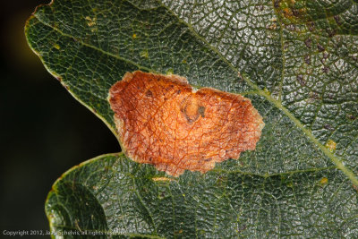 0441 Bruine Eikenvlekmot - Tischeria dodonaea