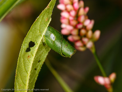 1147 Viervleksteltmot- - Calybites phasianipennella