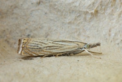 6241 Gewone Grasmot - Chrysoteuchia culmella