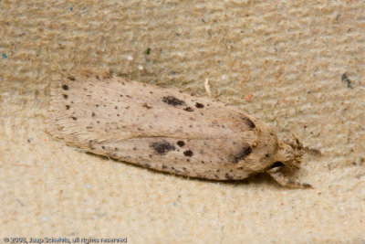 1719 Bleke Kaartmot - Agonopterix arenella