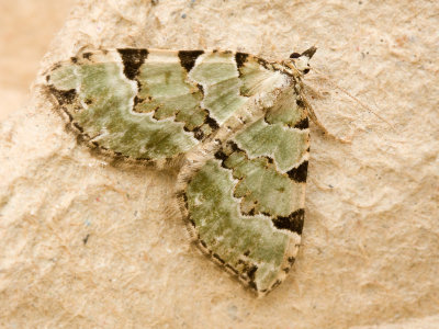 08385 Kleine Groenbandspanner - Green Carpet - Colostygia pectinataria