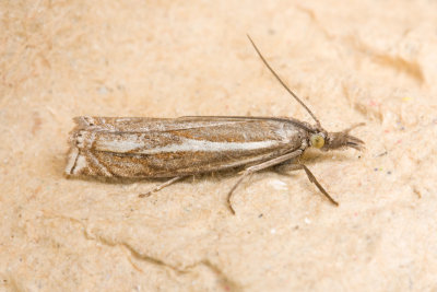 6251 Vroege Grasmot - Crambus lathoniellus