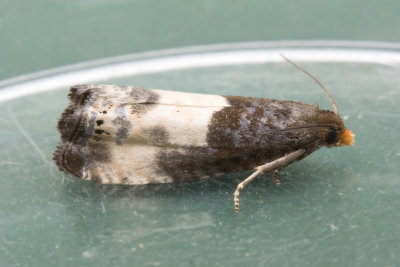 5019 Hermelijnbladroller - Notocelia cynosbatella