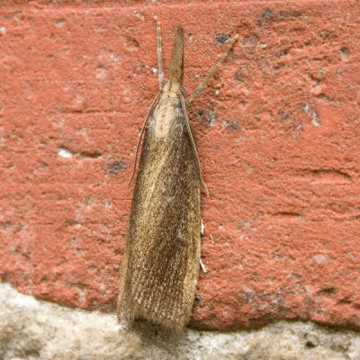 6222 Rietmot - Chilo phragmitella