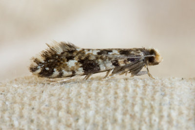 0624 Gewoon Kroeskopje - Cork Moth - Nemapogon cloacella