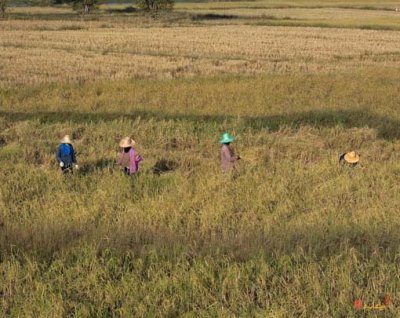 Rice Harvesting in Ubon Ratchathani (DTHU126)