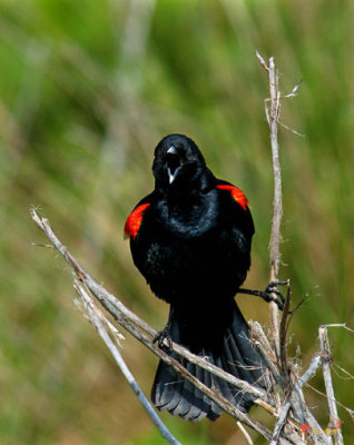 Red-winged Blackbird--In Your Face! (DSB015)