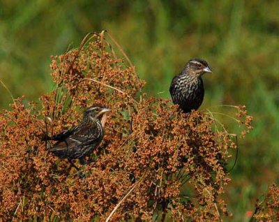 Female Red-winged Blackbirds (DSB030)