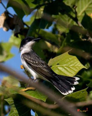 Eastern Kingbird (DSB059)