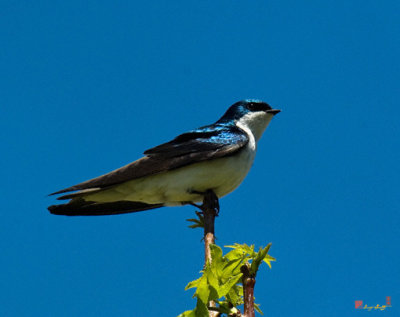 Tree Swallow (DSB085)