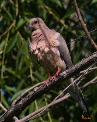 Mourning Dove (DSB041)
