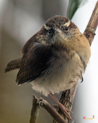 Snowbirds--Carolina Wren (DSB082)
