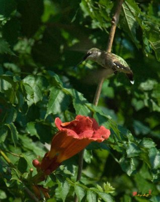 Ruby-throated Hummingbird (DSB066)