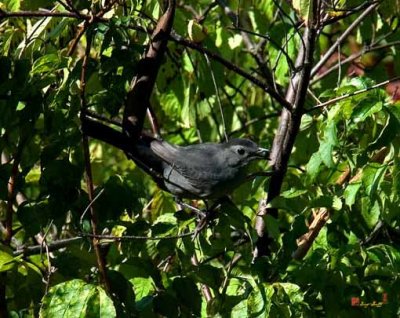 Gray Catbird (DSB016)