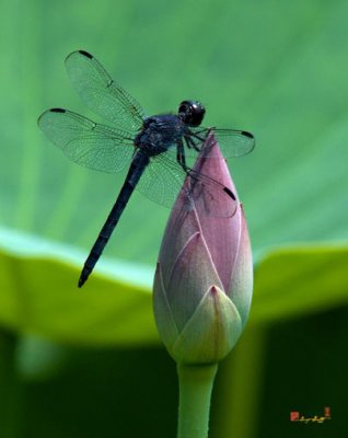 Lotus Bud and Slatey Skimmer Dragonfly (DL072)