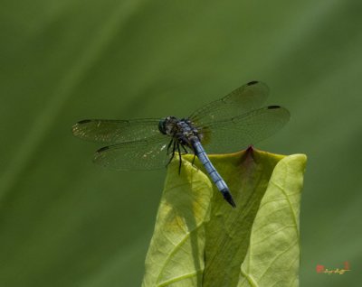 Lotus Leaf and Blue Dasher Dragonfly (DL058)