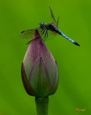 Lotus Bud and Blue Dasher Dragonfly (DL007)