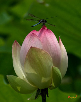 Lotus Bud and Blue Dasher Dragonfly--Supporting Role (DL019)