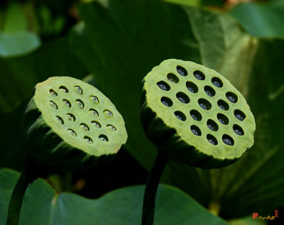 Lotus Capsules--Sun Worshipers (DL052)