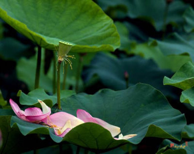 Lotus Leaf--Castoff ii (DL077)
