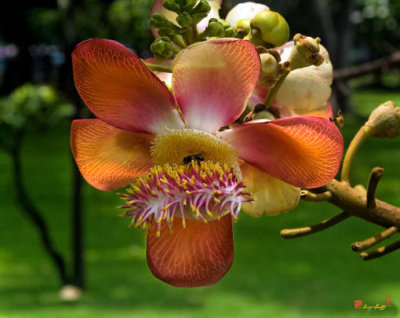 Sara Tree Flower (DTHB104)