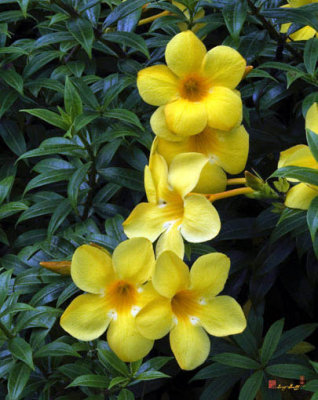 Golden Trumpet Vine Flowers (DTHB276)