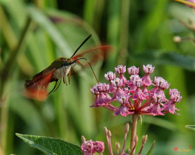 Hummingbird or Clearwing Moth (DIN036)