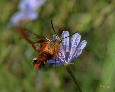 Hummingbird or Clearwing Moth (DIN137)