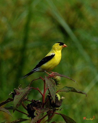 American Goldfinch (DSB028)