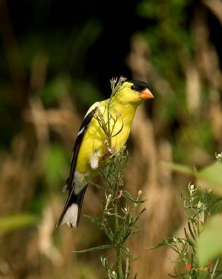 American Goldfinch (DSB022)