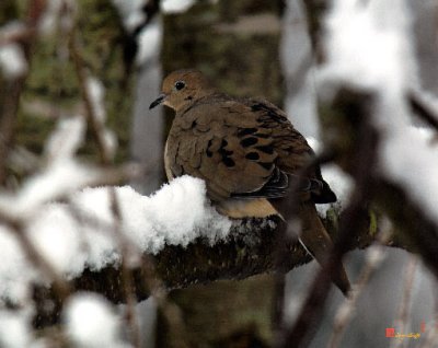 Snowbirds--Mourning Dove (DSB115)