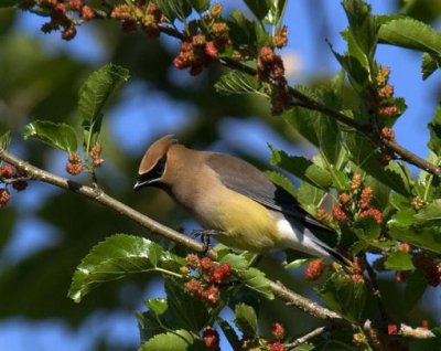 Cedar Waxwing in Red Mulberry (DSB057)
