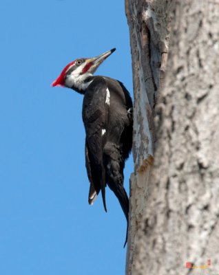 Pileated Woodpecker at Nest (DSB176)