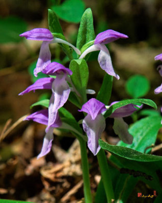 Showy Orchis  (DSPF144)