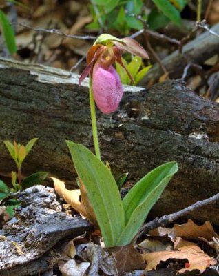 Pink Lady's Slipper Orchid (DSPF238)