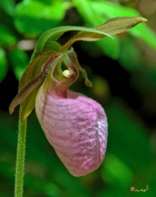 Pink Lady's Slipper Orchid (DSPF232)