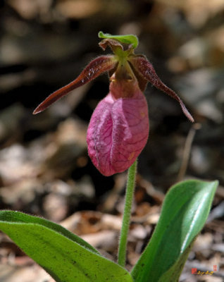 Pink Lady's Slipper Orchid (DSPF237)