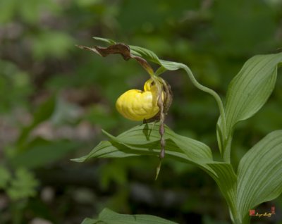 Large Yellow Lady's Slipper Orchid (DSPF248)