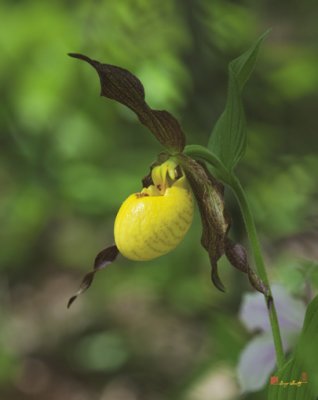 Large Yellow Lady's Slipper Orchid (DSPF249)