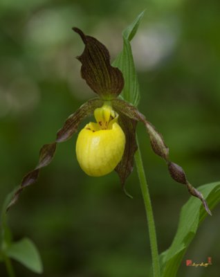 Large Yellow Lady's Slipper Orchid (DSPF251)