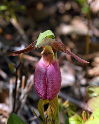 Pink Lady's Slipper Orchid (DSPF228)