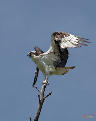 Week One, Osprey in a Nearby Tree (DRB083)