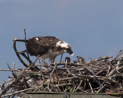 Life at an Osprey Nest