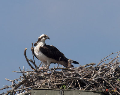 Week Two, Osprey and One of the Chicks (DRB085)